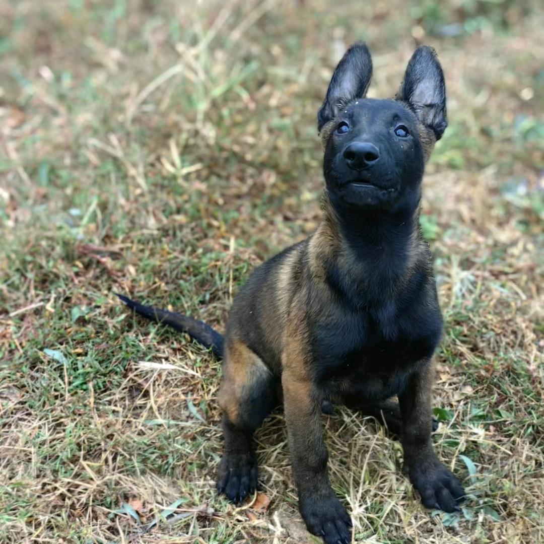 诚信之马犬（买🐶斯心）