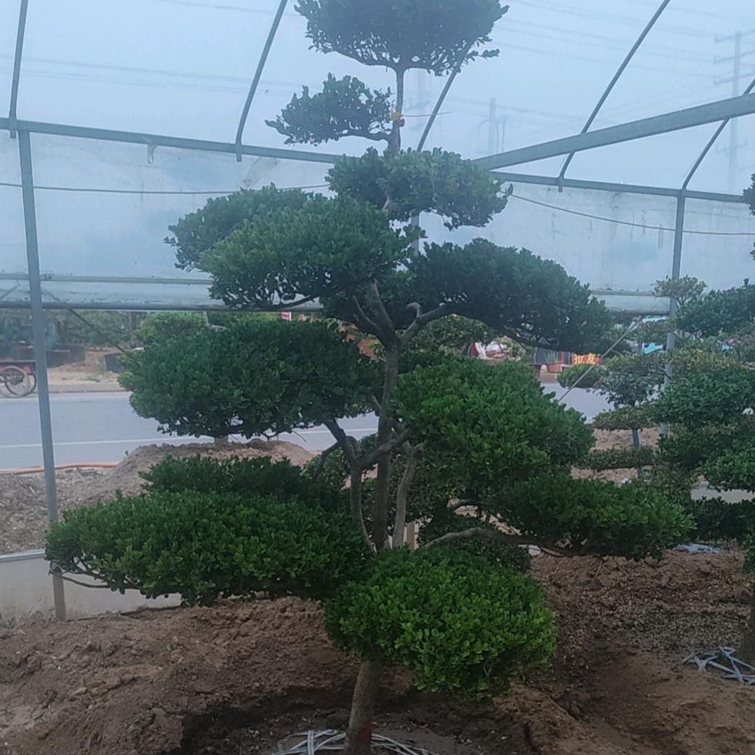 鄢陵县凝卉园林