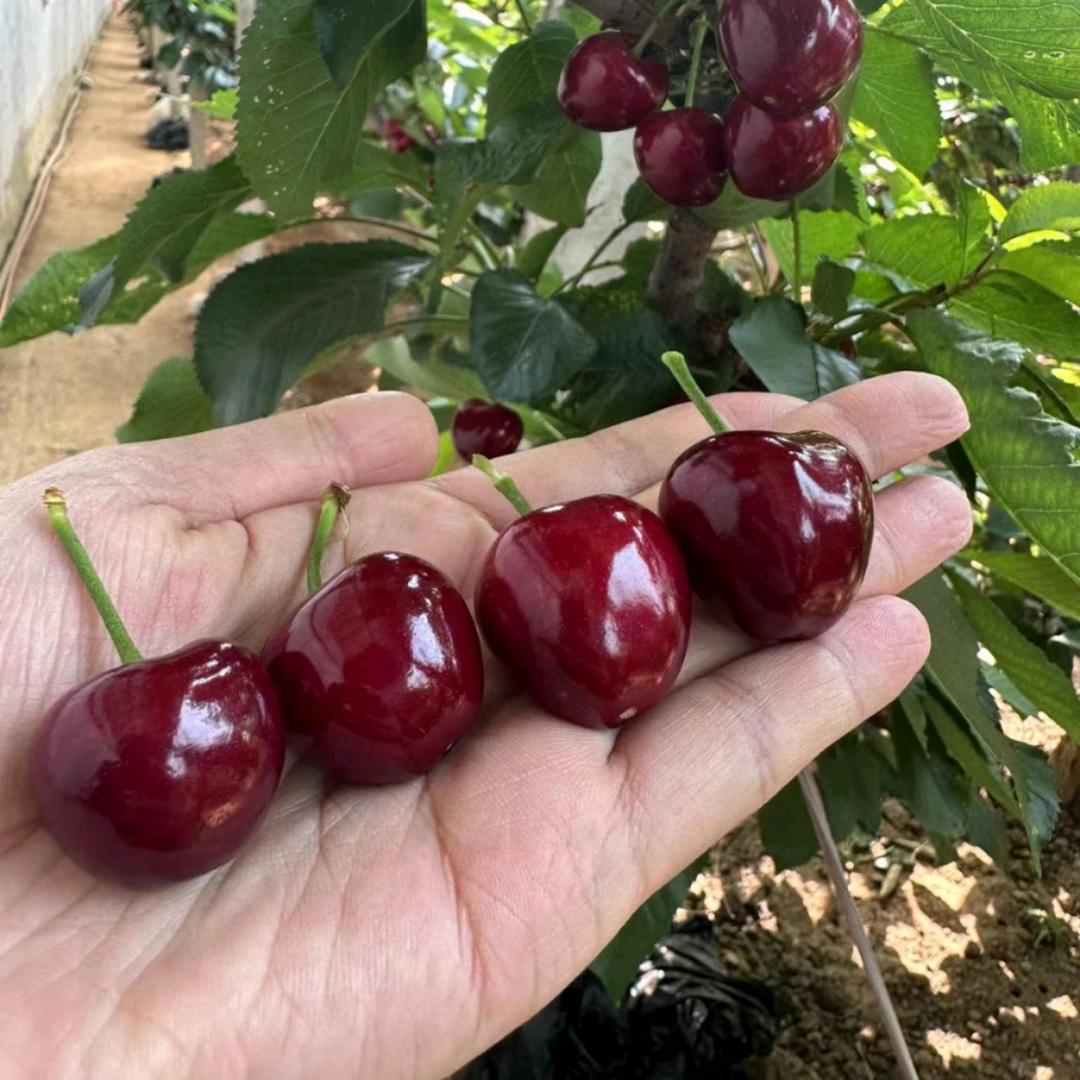 辽  B王一岁》大樱桃女王👸