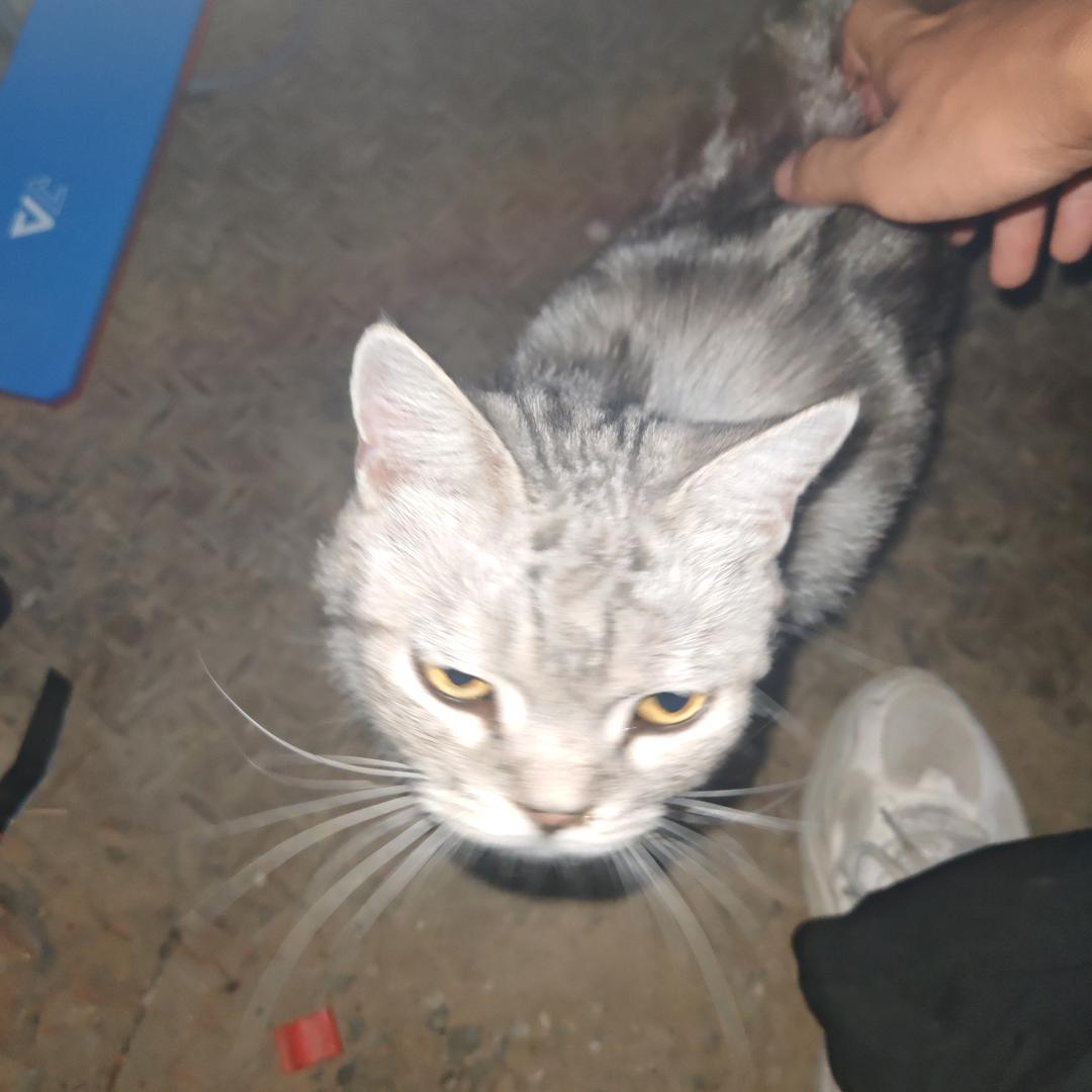 猴王吉吉(安理工学长)