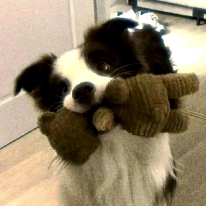 萝卜干好娴🥕_