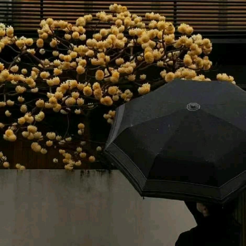 栗子头