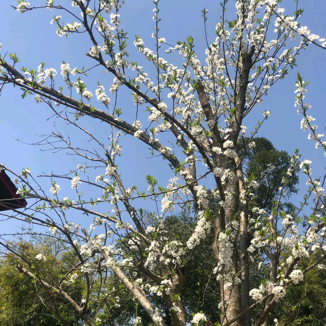 平平淡淡才是真