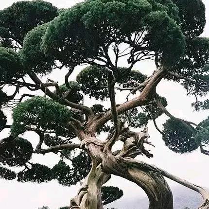 梦