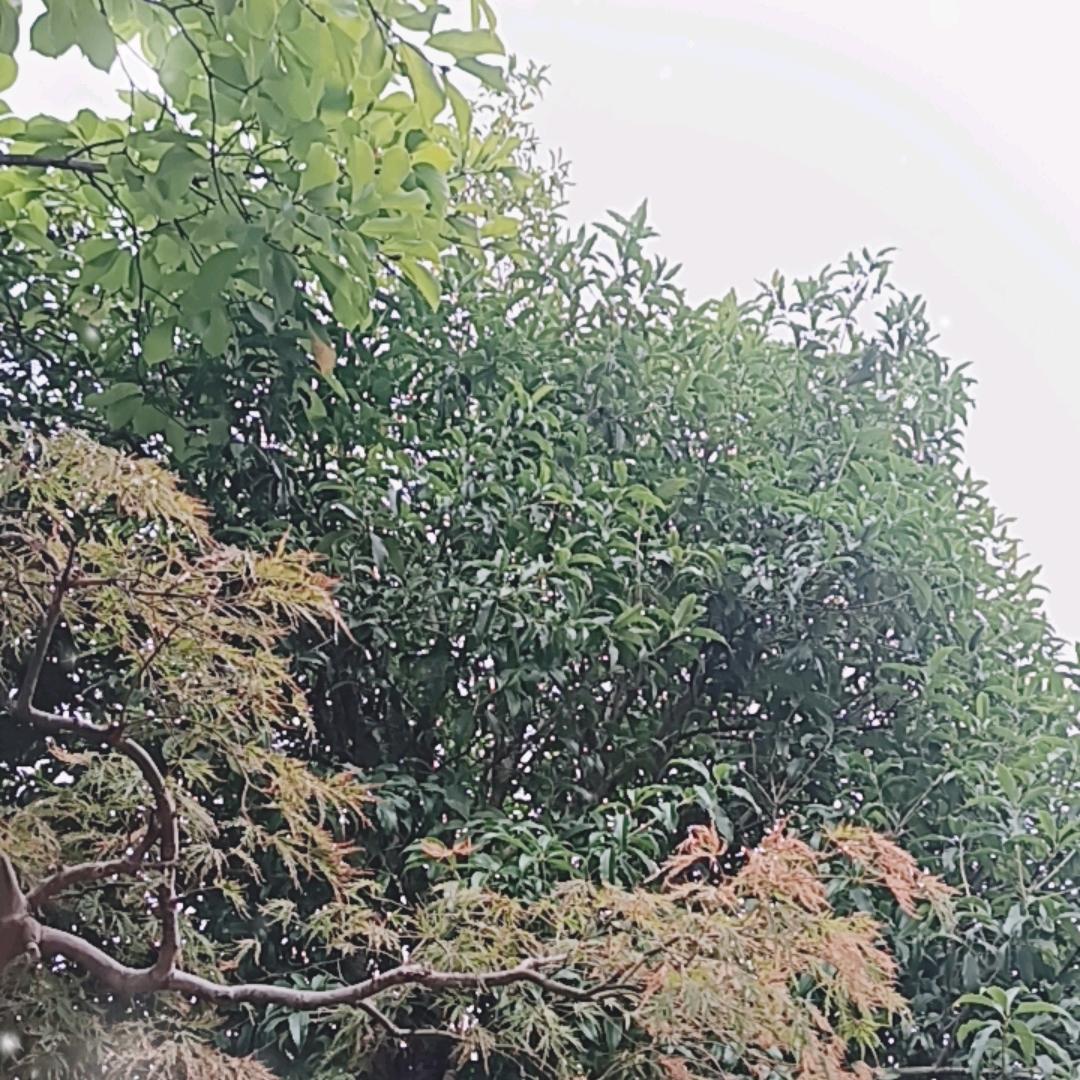 王侯