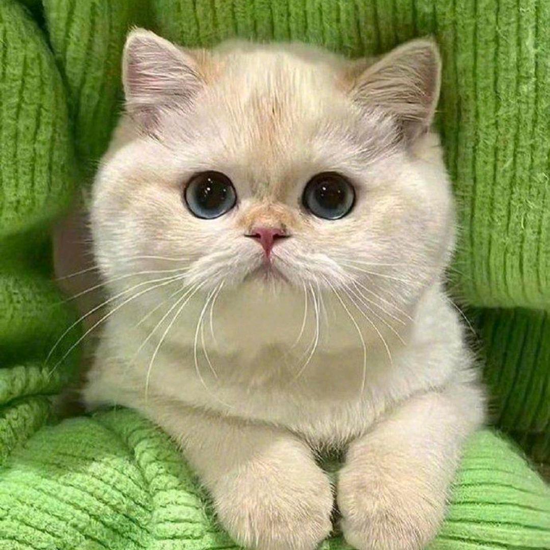 猫猫头像