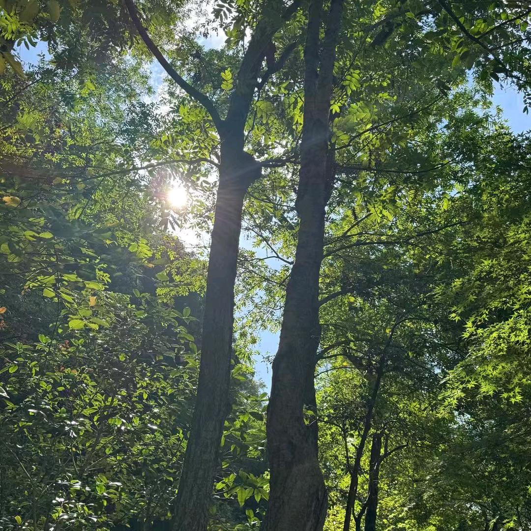 夜猫子早起计划