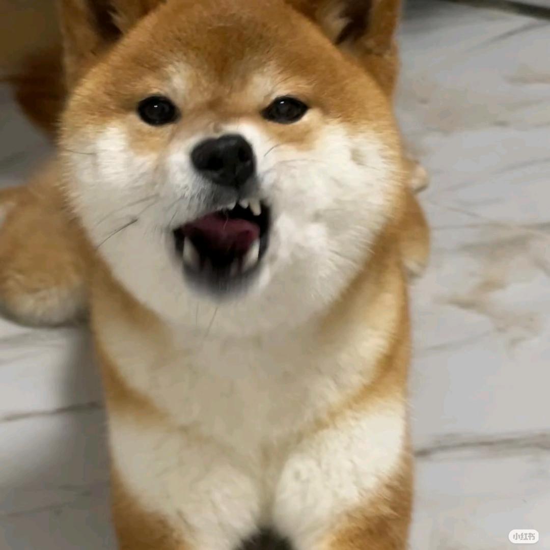 小嘉睡不饱.