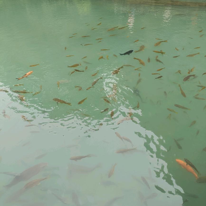 富贵花