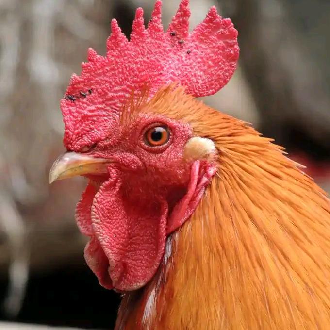 𒐫  𒐫𒐫𒐫𒐫𒐫𒐫🐔🐔