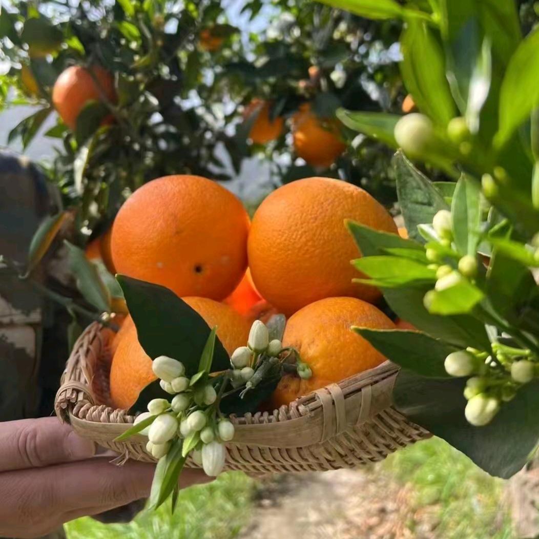 秭归县优滋良果脐橙种植基地