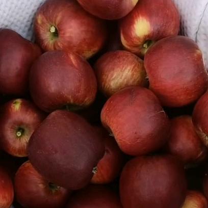 【苹困户】周斌