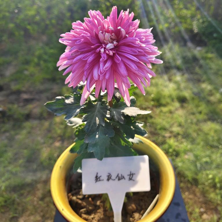 婉清