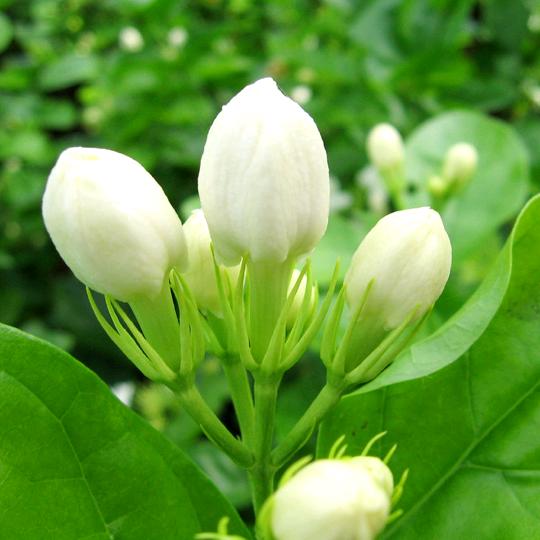横县桂茗茶厂茉莉花茶批发刘世伟