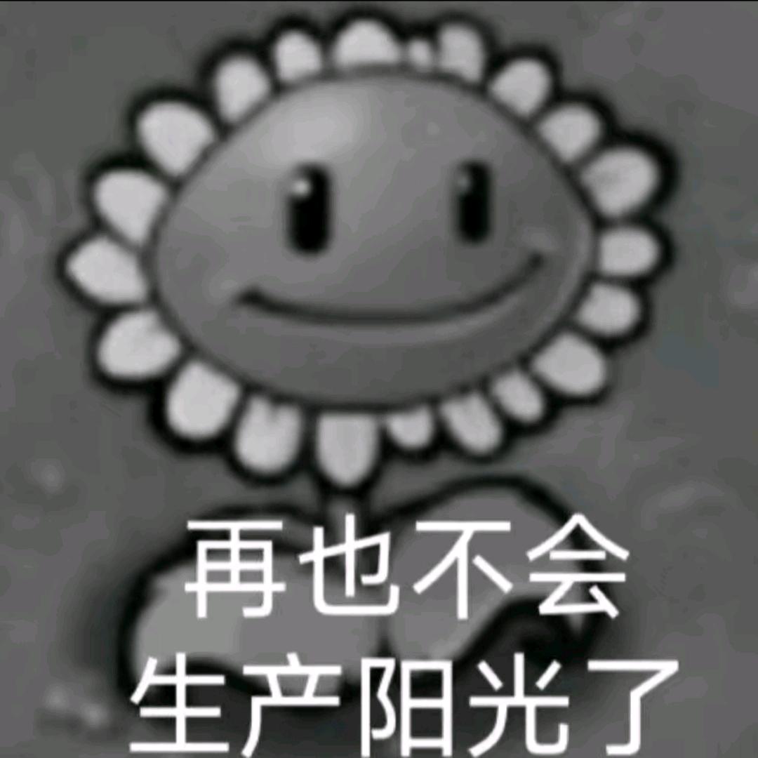 白色向日葵( 11月7日解封 )