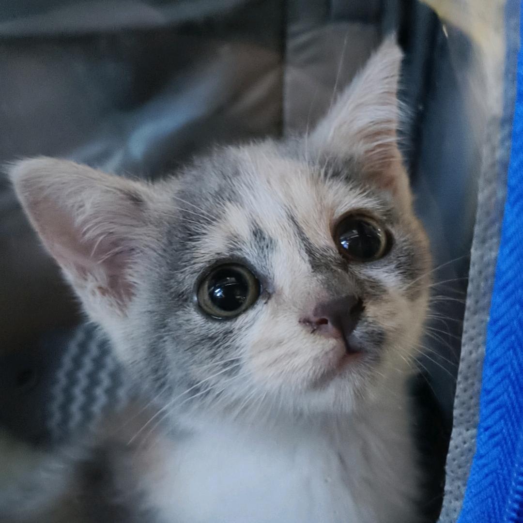 苏樊
