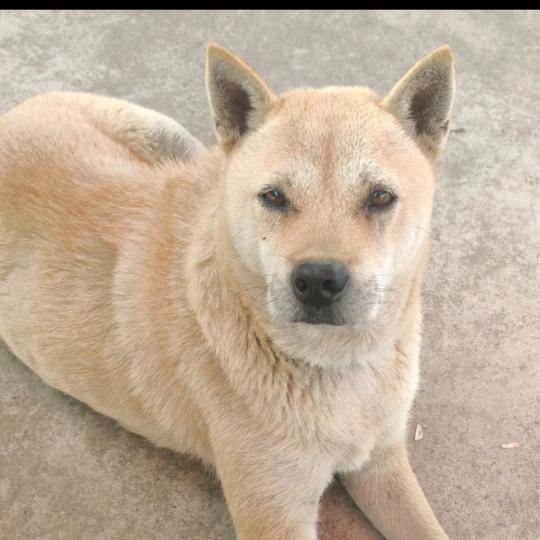 中华田园犬