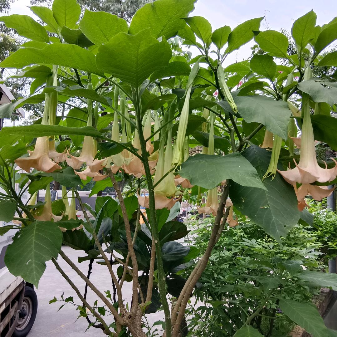 初恋ʘ‿ʘ✿