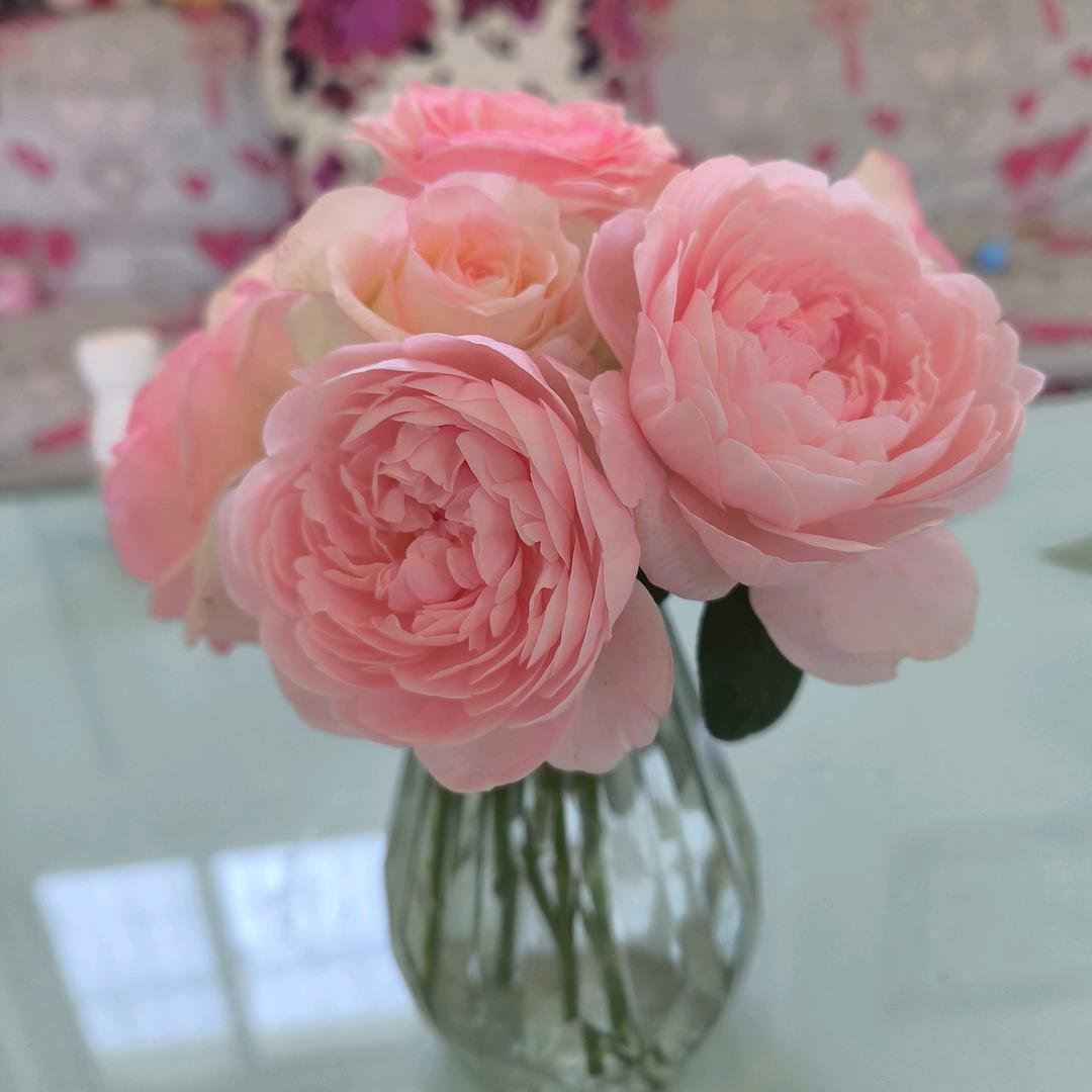 花花草草饲养员