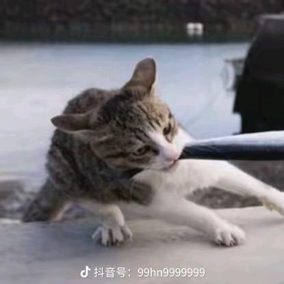 萧玖凤