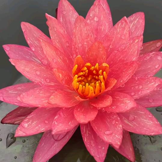 🇨🇳阳光琦姐💅👠