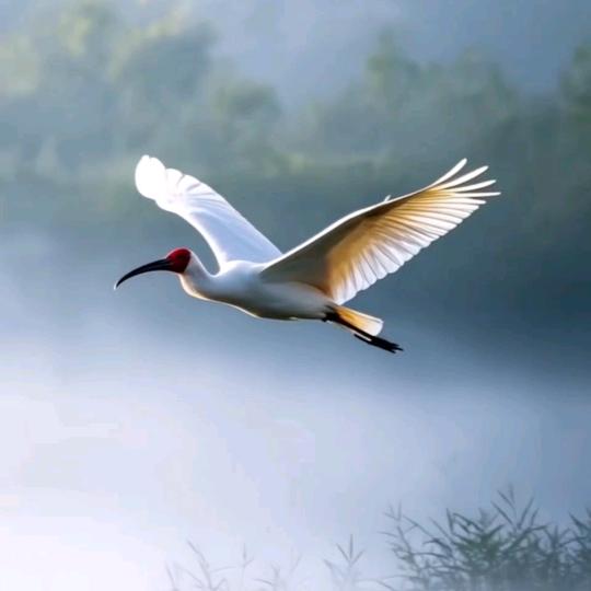 ⊱༉雁腾ཀ飞🌿ᐝ࿐