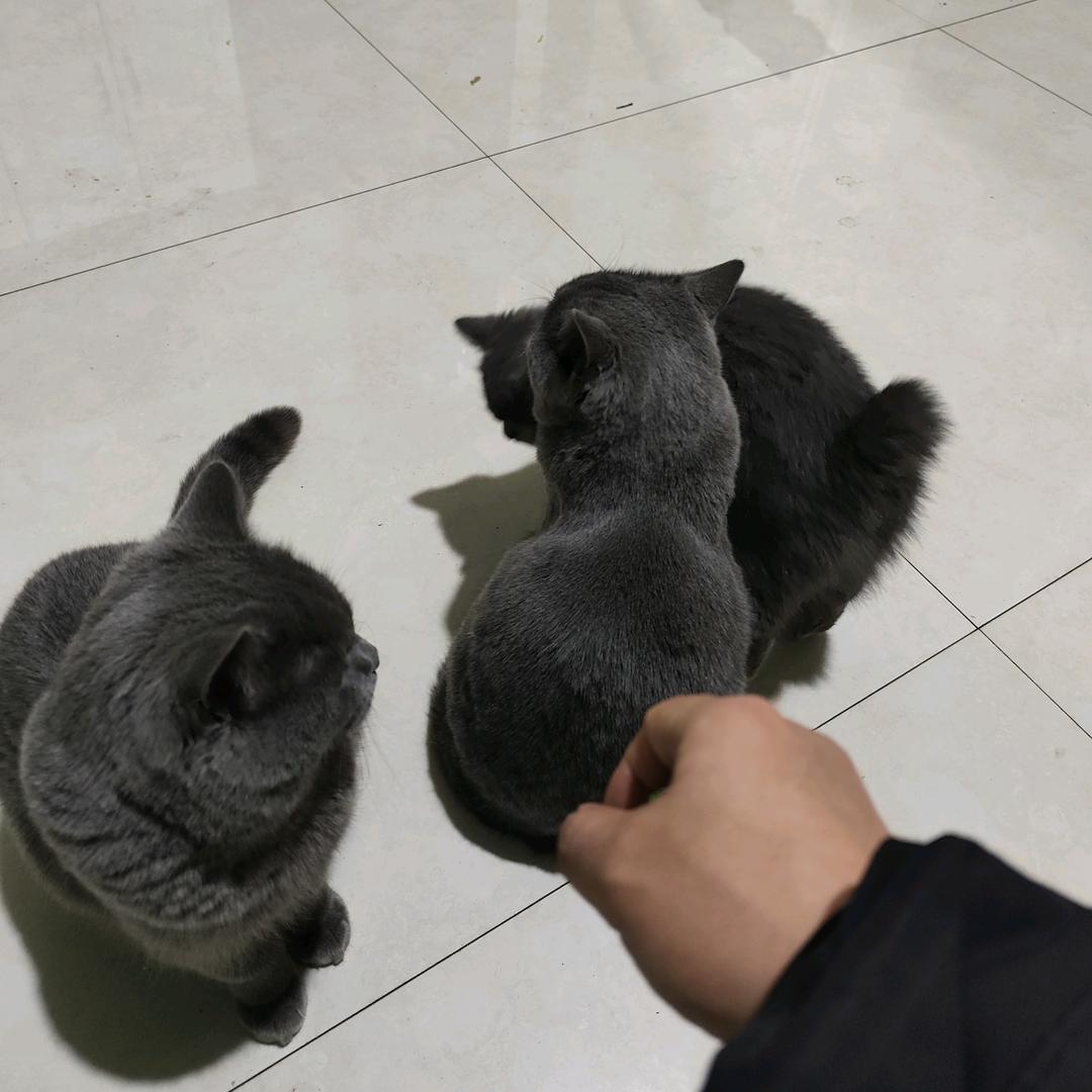 灰大帅