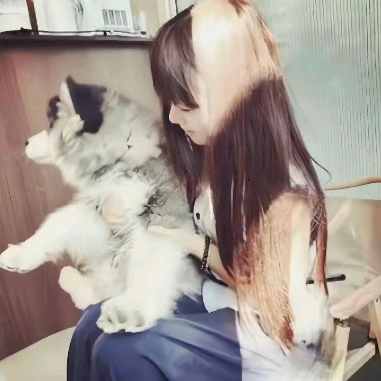 樱桃花开