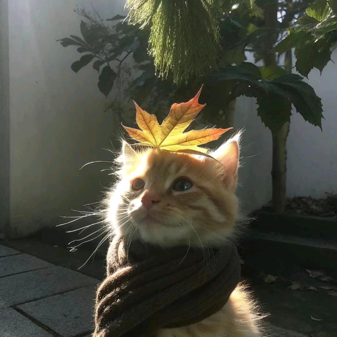 郝好