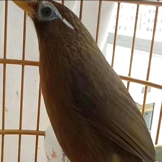 一把砖刀走天下