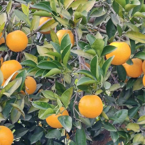 麻阳惠农供销