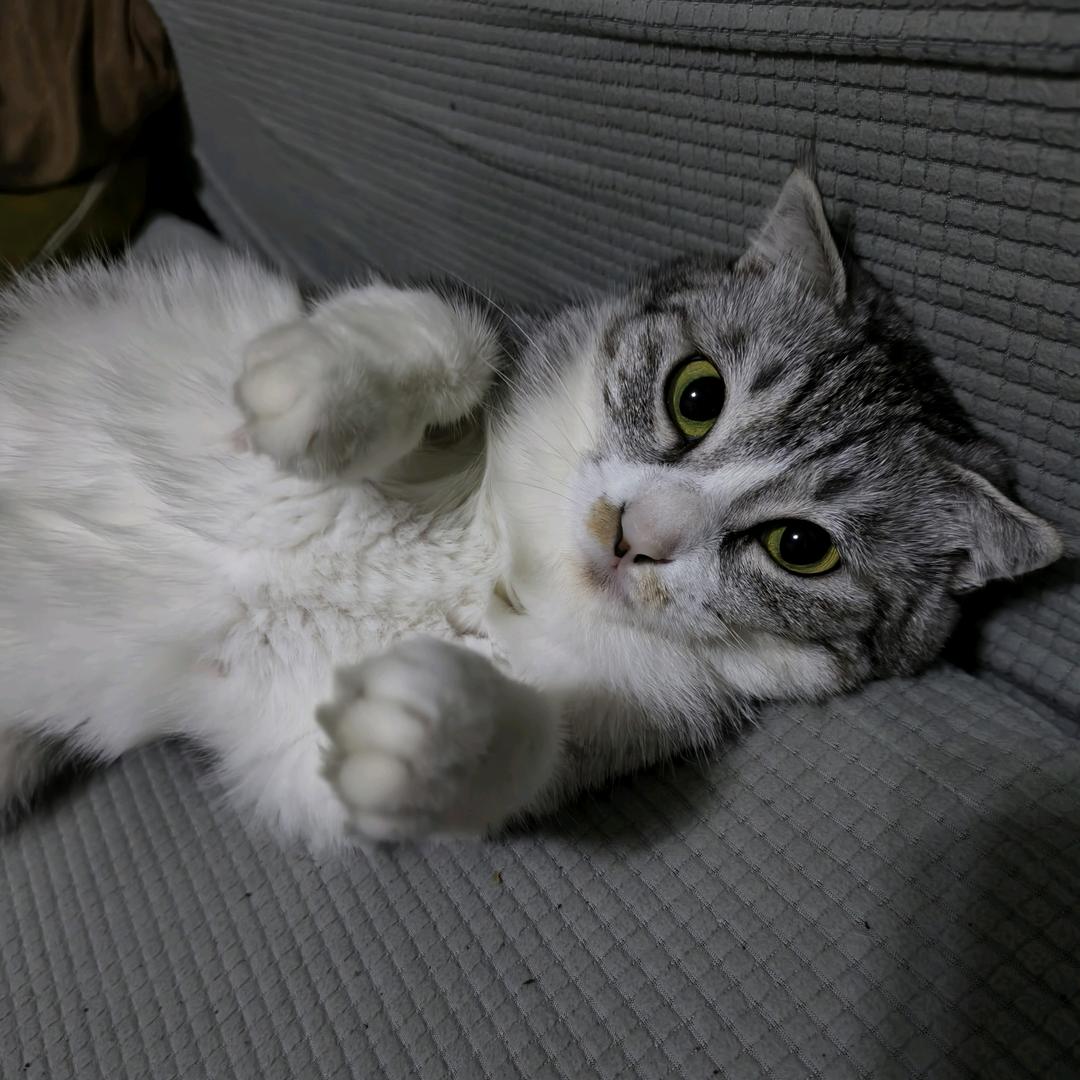 猫一坨