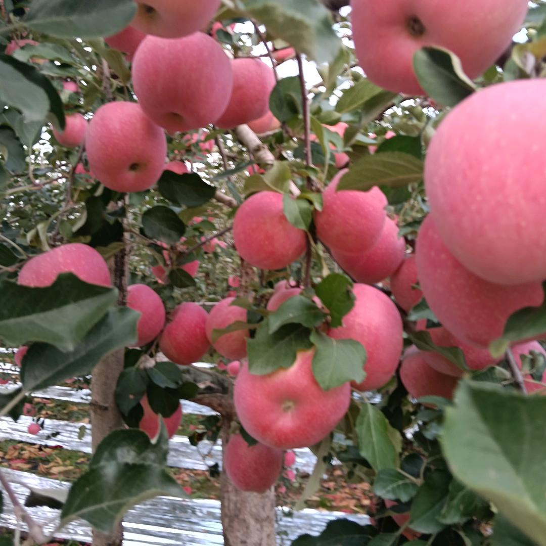 陕西洛川红富士🍎