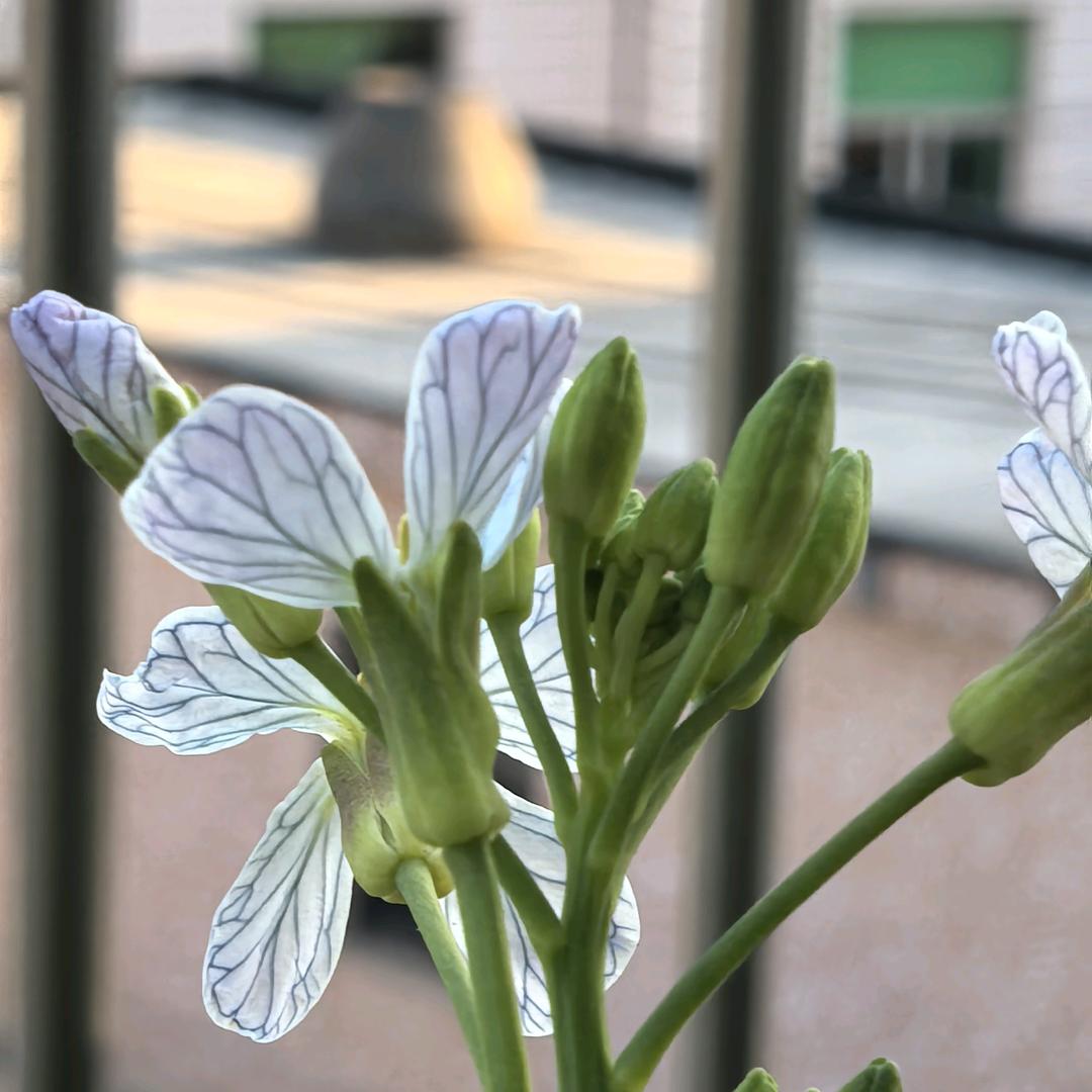 七7