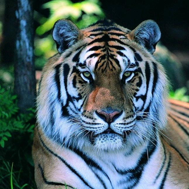 飞虎