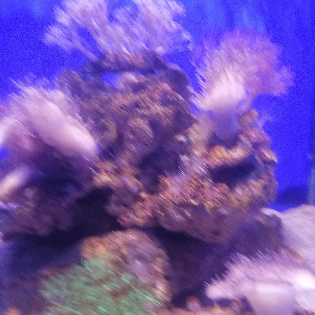 淡淡清香茶