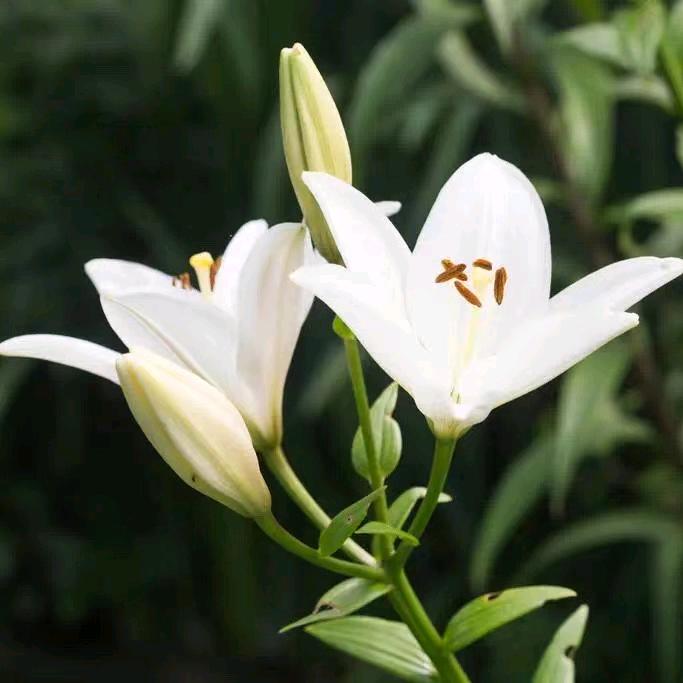 百合