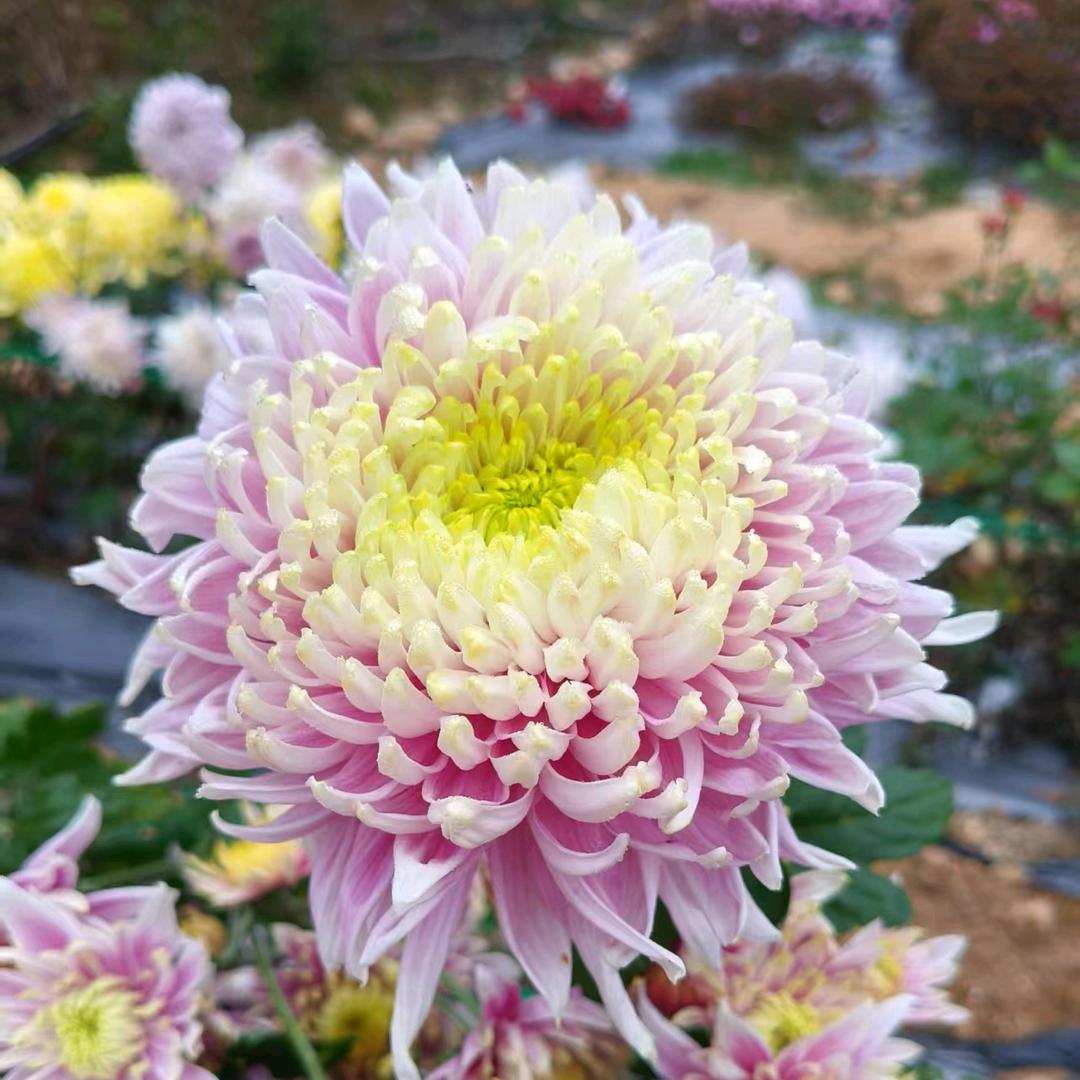 无悠无虑爱养花