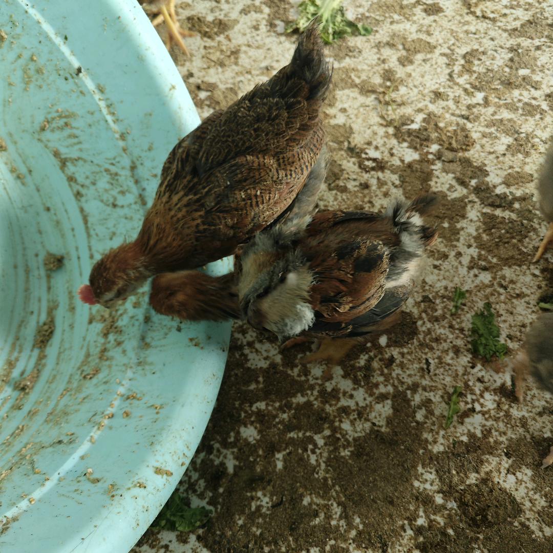 养鸡日常