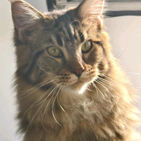 沫沫的宠物之家