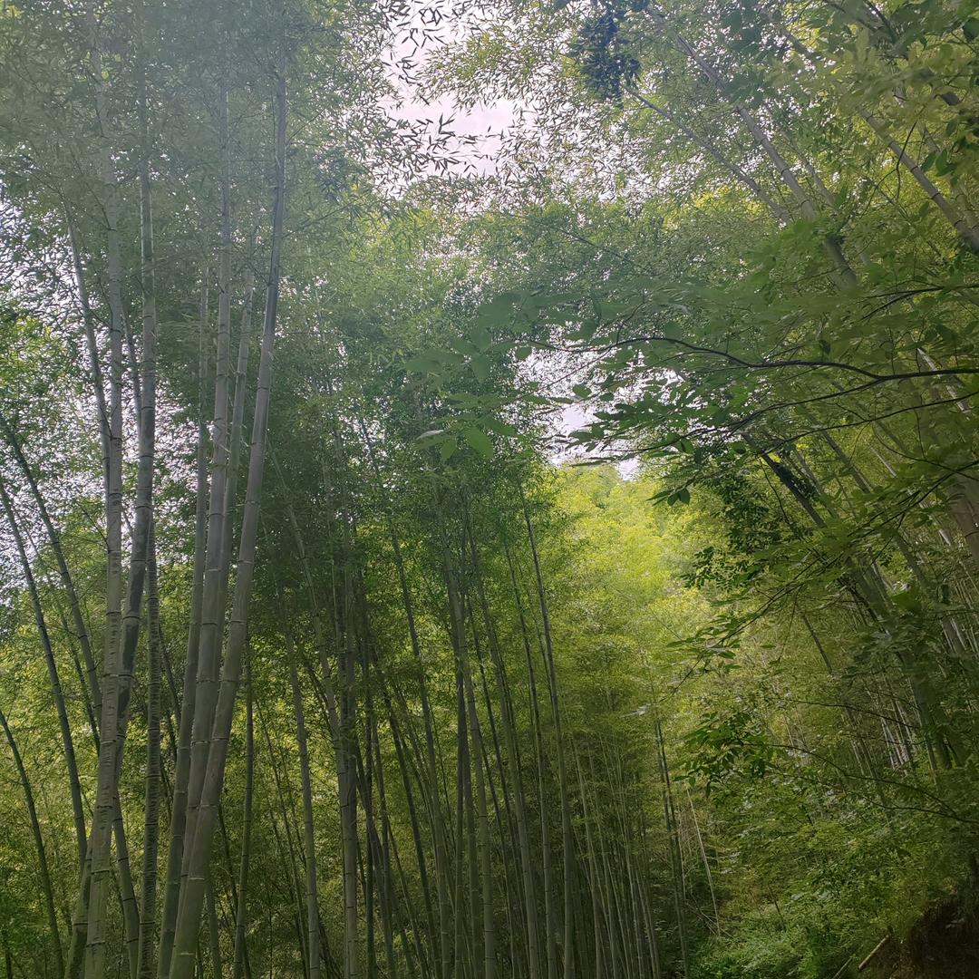 风清月明