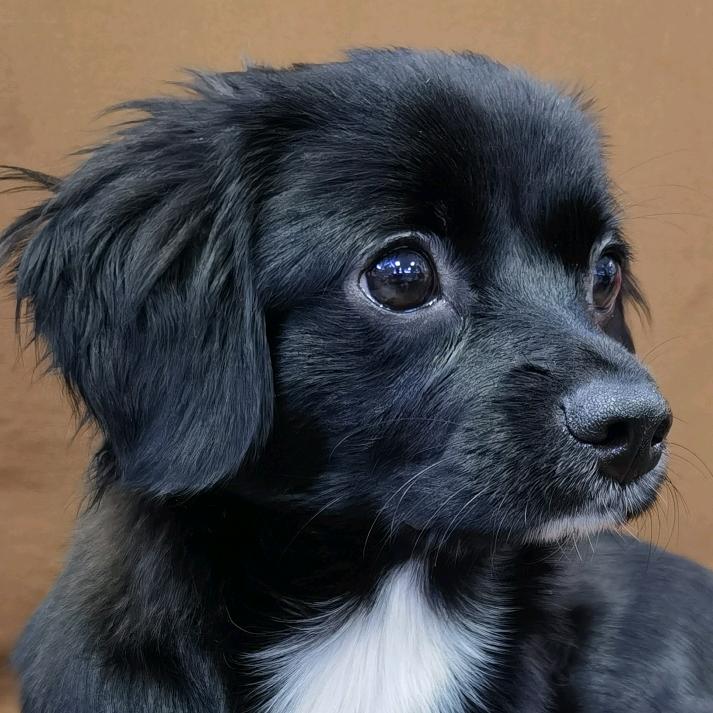 我的狗狗叫吉祥-无域维德