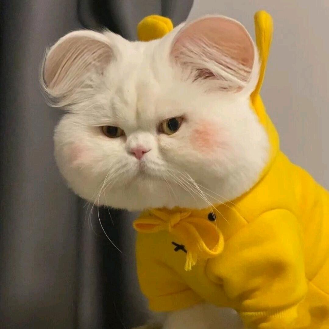 赵板板