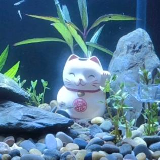 新手小白养鱼日常