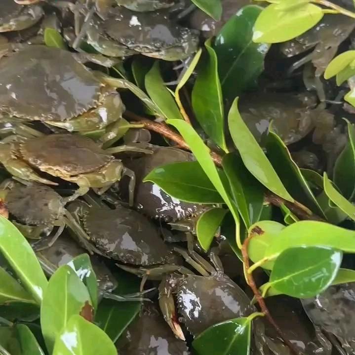 青蟹苗批发及收购