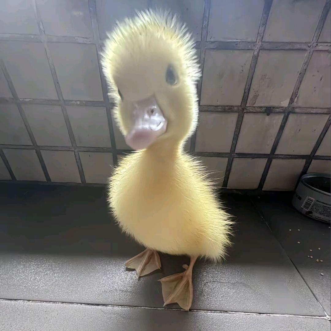 酥鱼的苏