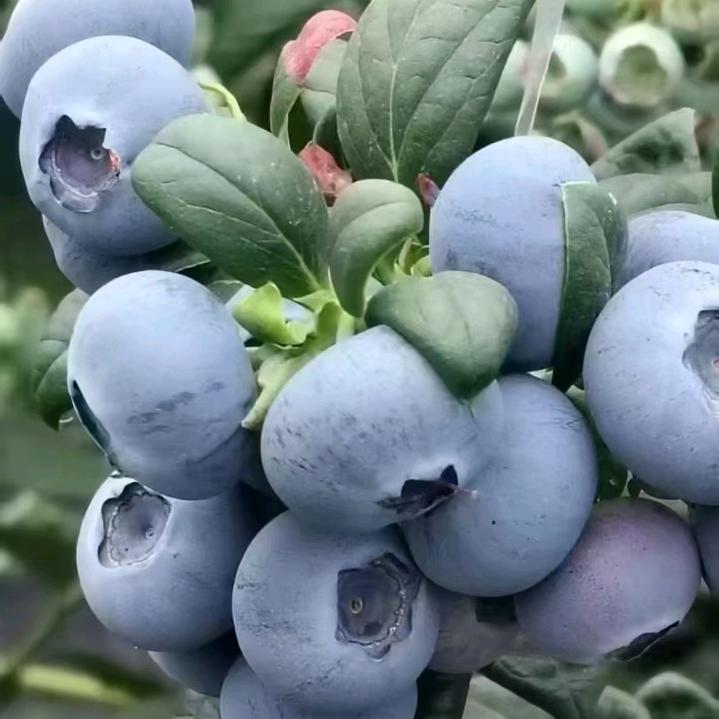 蓝莓蔬菜水果代办