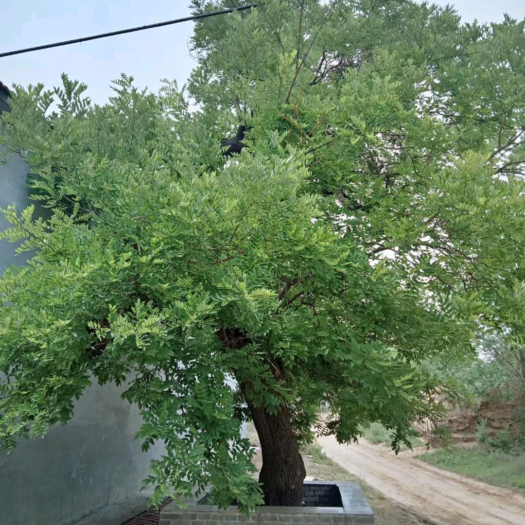 🇨🇳金卯刀🐰