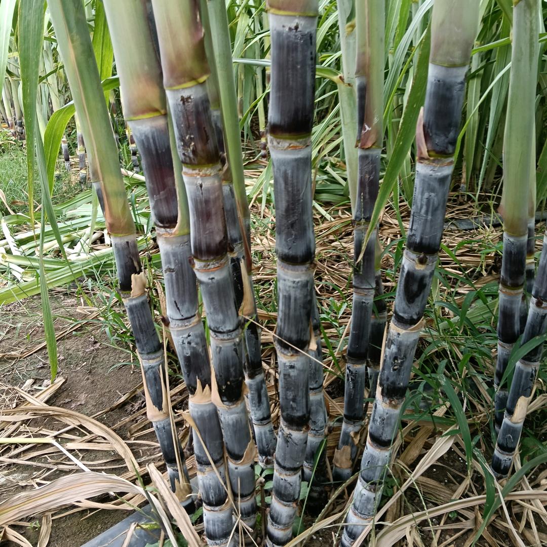 临泉黑哥百亩甘蔗种植学习（宋集）