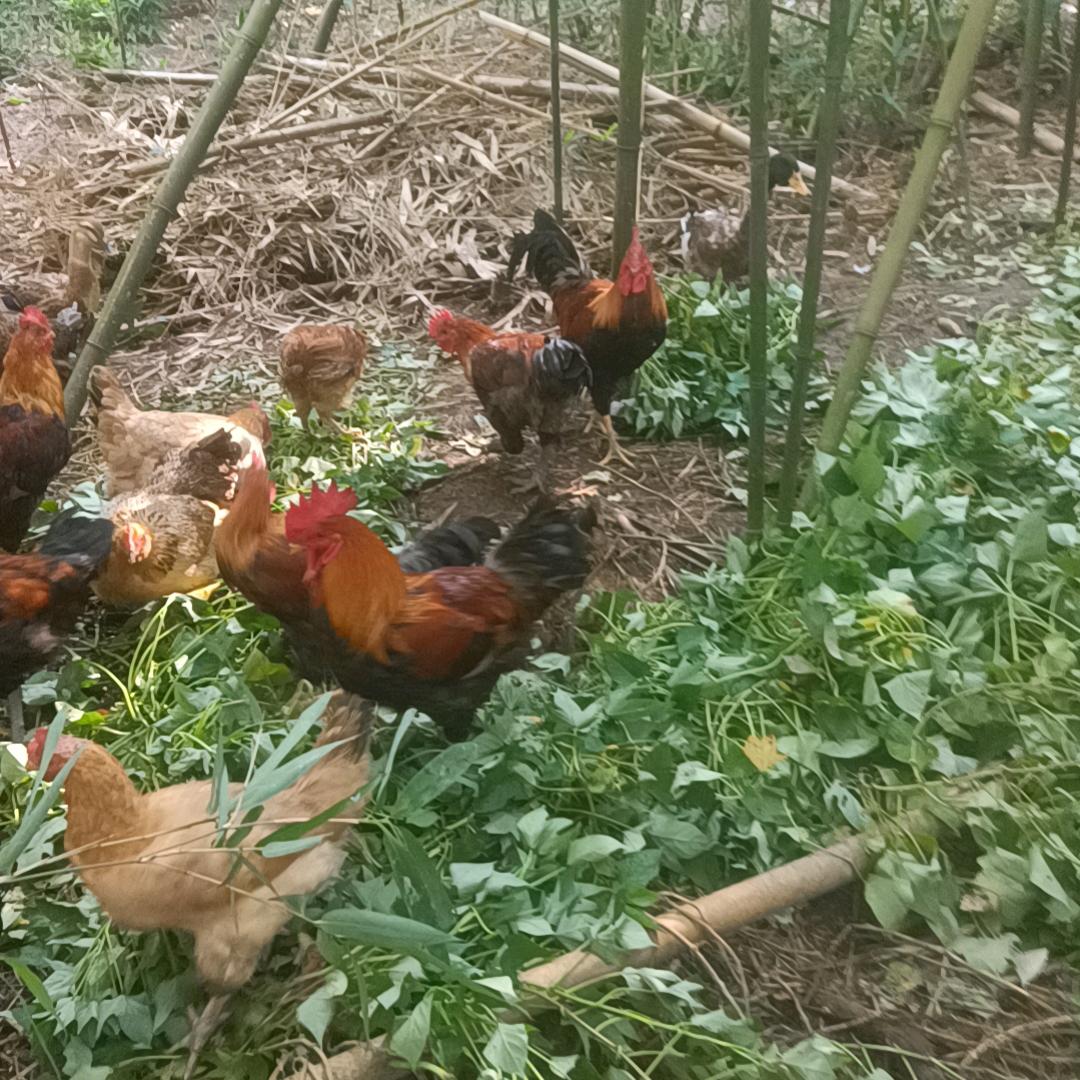 自家散养鸡丶鸭丶鹅欢迎来买